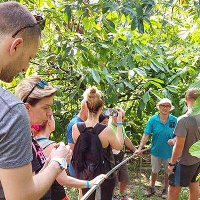 Chocolate and Coffee Tour Farm Don Jorge