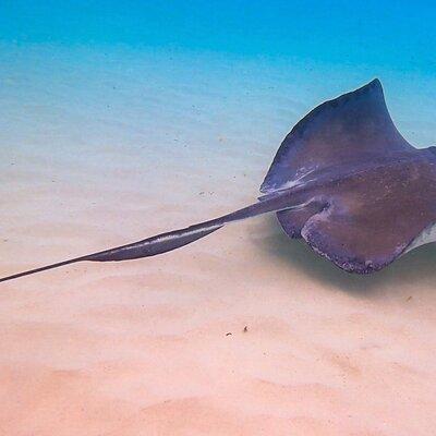 Acquarius Stingray City and Snorkel Tours