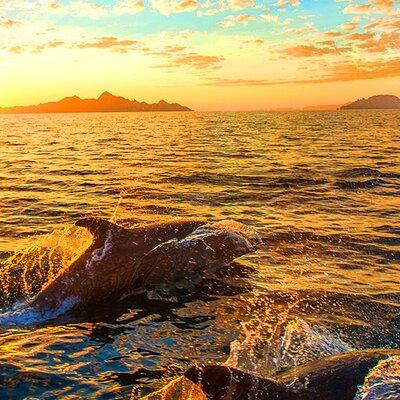 Dolphins Watching in the National Park Brijuni from Pula