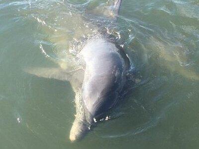 Private Charleston Dolphin and Eco Boat Tour