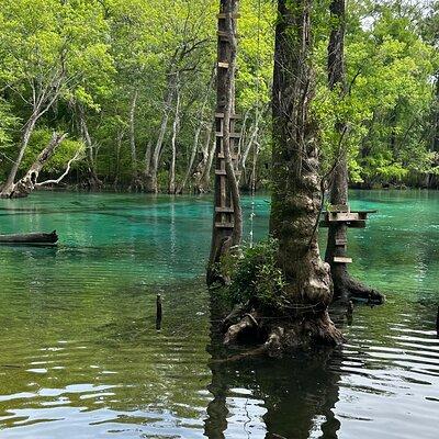 VIP ECO adventure to Cypress Springs by Paddle Board or Kayak