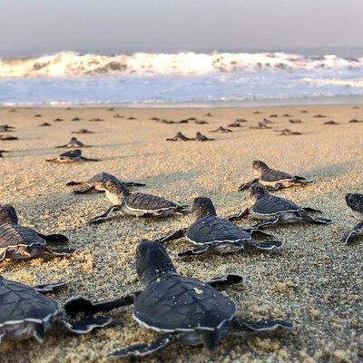 Olive Ridley Turtle Release Experience