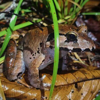 Night Froggy Adventure at Kubah National Park