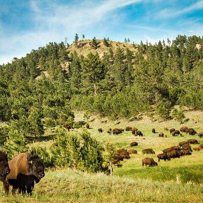 Full-Day Private Sightseeing Tour in South Dakota