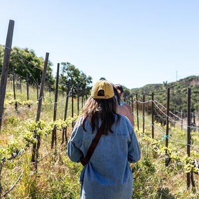 Malibu: Guided Vineyard Hike with Photo Stops and Wine