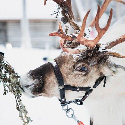 Husky and Reindeer Farm Visit With Snowmobiling