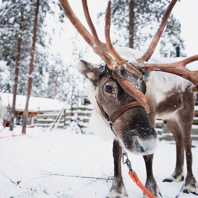 Husky, Reindeer Farm and Santa Village Experience