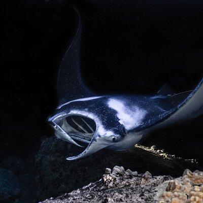 Manta Ray Night Snorkel Experience of a Lifetime 