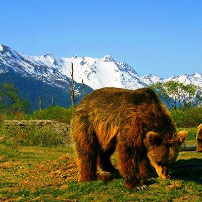 Glacier View & Wildlife Anchorage Adventure Tour