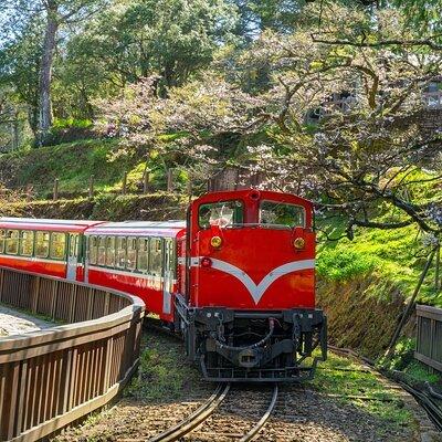 Giant Tree Trail and Alishan Forest Railway Full Day Tour