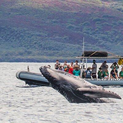 Eye-Level Whale Watching Eco-Raft Tour from Lahaina, Maui