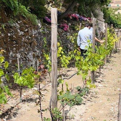 Tour in the heady scents of our garden in Ragusa