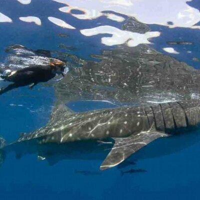 Swim with Whale Shark from Isla Mujeres and Cancun