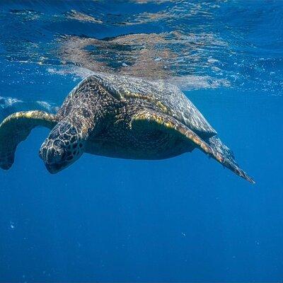 Turtle Canyon Snorkel from Waikiki (Turtles GUARANTEED!)