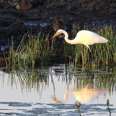 Darwin: Evening tour to Fogg Dam Wetlands and Humpty Doo Hotel