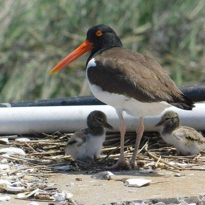 Wetlands Safari Eco-Cruise in Cape May (Birding By Boat)