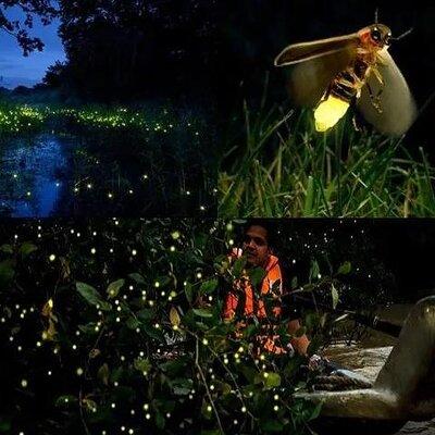 Fireflies & Silver leaf monkey Gazing tour
