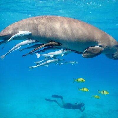 Swimming With Turtles in Marsa Mubarak from Marsa Alam