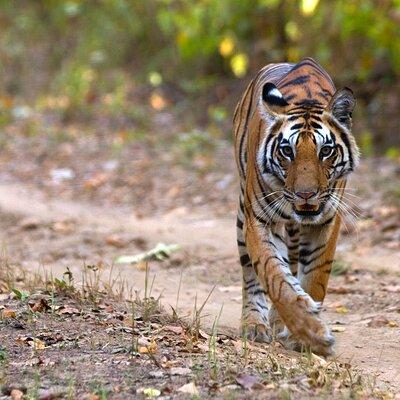 11 Days Private wildlife safari tour central India 