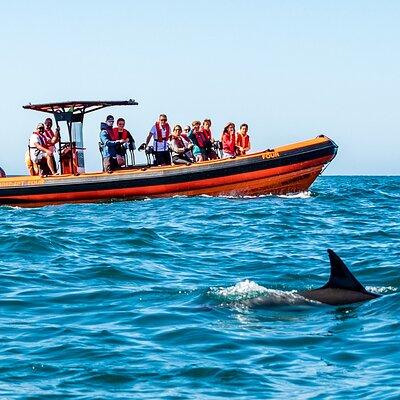 Cascais coast: Dolphin watching