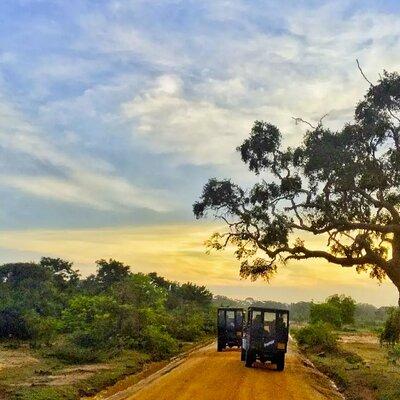 Yala National Park Private Jeep Safari From Colombo & Negombo