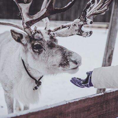 Rovaniemi: Authentic Lapland Reindeer Farm Visit & Sled Ride