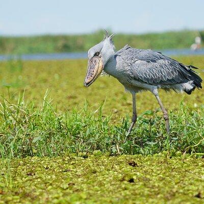 Full Day Mabamba Swamp Shoebill Tour 