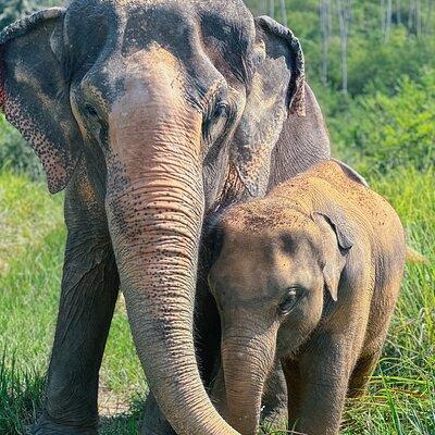 Half Day Elephant Home Sanctuary in Samui