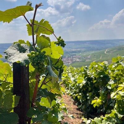 Discover Champagne in half a day in a Van