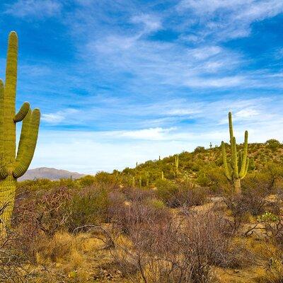 Saguaro NP and Mt. Lemmon Self Guided Driving Audio Tour Bundle