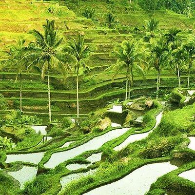 Full Day Private Tour in Ubud Indonesia