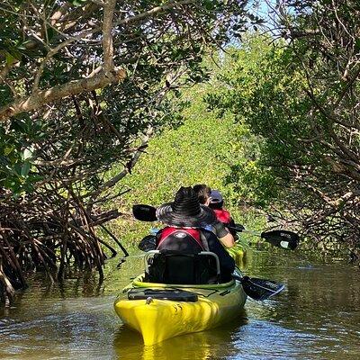 Manatee and Dolphin Kayak Tour