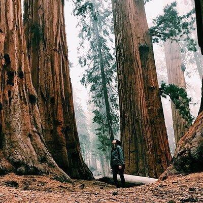 Yosemite and Giant Sequoias Day Tour