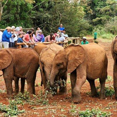  Half day tour to Elephant orphanage & Giraffe Centre Nairobi