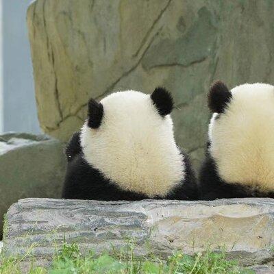 Chengdu Giant Panda Breeding Research Base Ticket