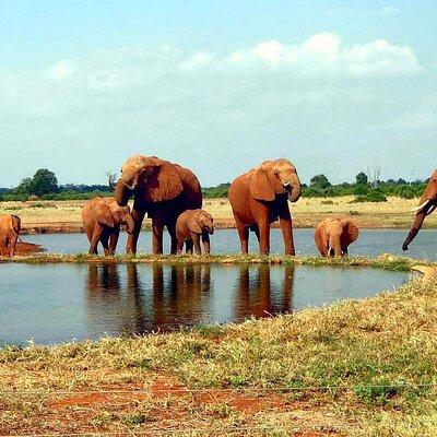 3 Day Safari to Tsavo East and Tsavo West from Mombasa and Diani