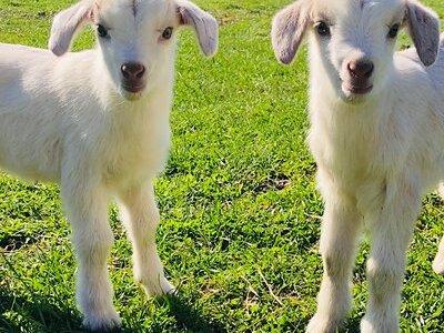 Farm Tour at Clover Brooke Llama/Alpaca/Goat Farm