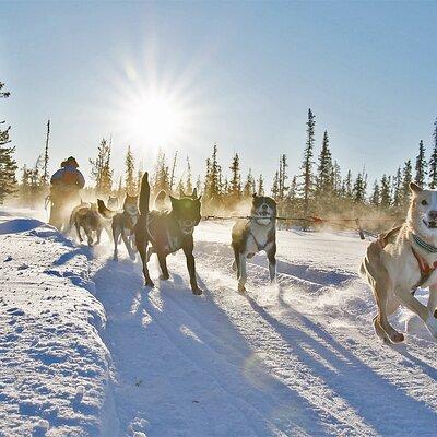 Dogsled Adventure Kiruna