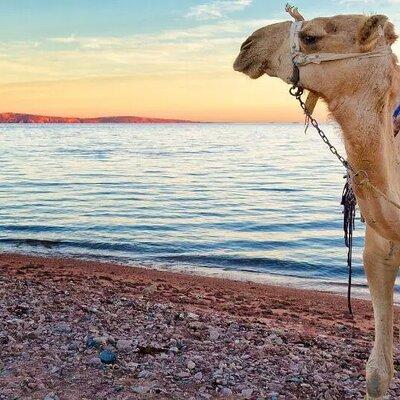 Sunrise Camel riding desert and sea in Marsa Alam