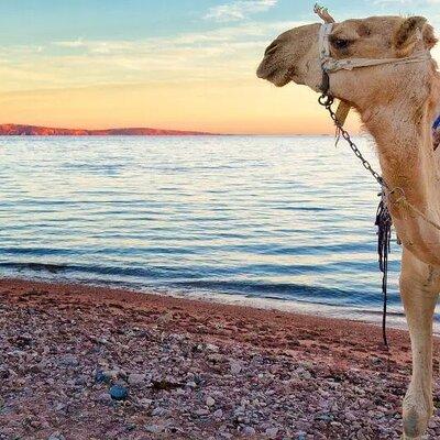 Camel Riding Desert and Sea in Marsa Alam