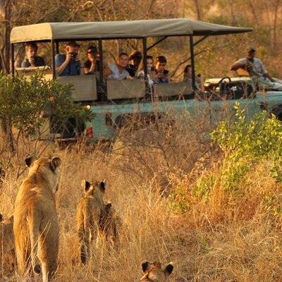 Private Full Day Kruger National Park Safari Tour from Hazyview