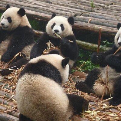 Chengdu Panda Research Base Tickets And Half Day Tour(Private)