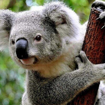 Cuddle a Koala and Historic Hahndorf Tour