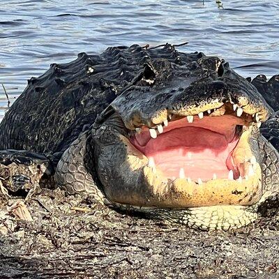  Private Guided Airboat Tour in Everglades, Fort Lauderdale