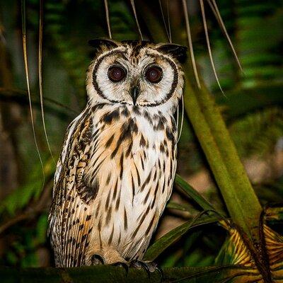 Night Mangrove Safari Boat Tour with Dinner | Manuel Antonio