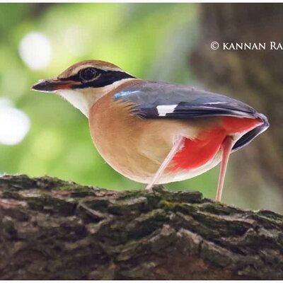 Private 2 Days 1 Night Kotagiri Birding Photo Travel