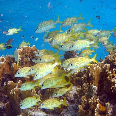 Private South tour and Snorkel combo, Max. group of 12.