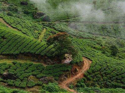 Green Magic Day Tour to Munnar