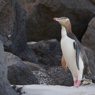 Clearwater Wildlife - Small Guided Tours (10 max) Otago Peninsula