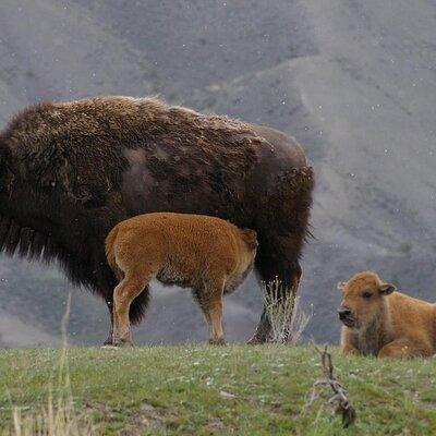 Private Yellowstone Tour: Wildlife Safari + Waterfalls w/ lunch!